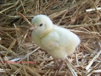 poussin Bresse gauloise blanche