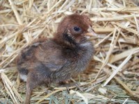 Poussin chanteur du berg