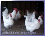 6 oeufs fécondés de Bresse gauloise blanche