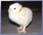 poussin Faverolles Allemande
