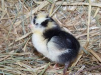 Poussin Houdan