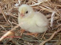 Poussin Leghorn blanche