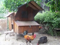 Poulailler Marans