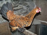 6 oeufs fécondés de Sabelpoot millefleur